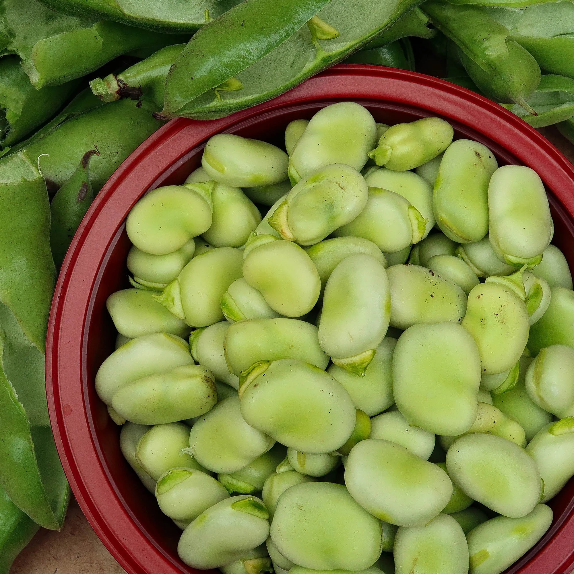 Fave fresche da campo